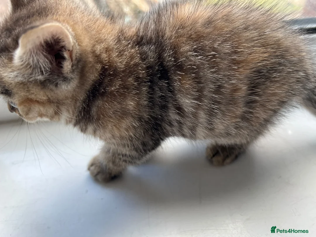 British Shorthair cats for sale: Adorable British Shorthair Kittens - Advert 20