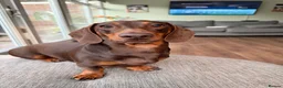 Miniature Dachshund dogs for sale: 2 MINIATURE DACHSHUND FOR REHOMING - Advert 5