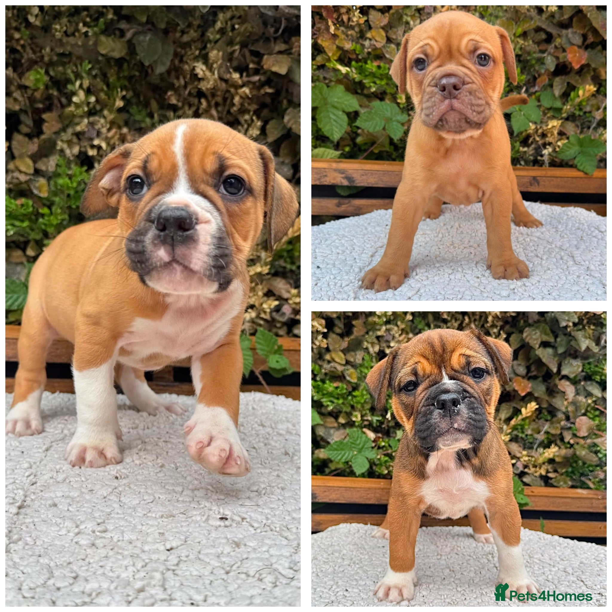 Olde English Bulldogge dogs Champion, Health Tested Parents, OEB puppies - Advert 1