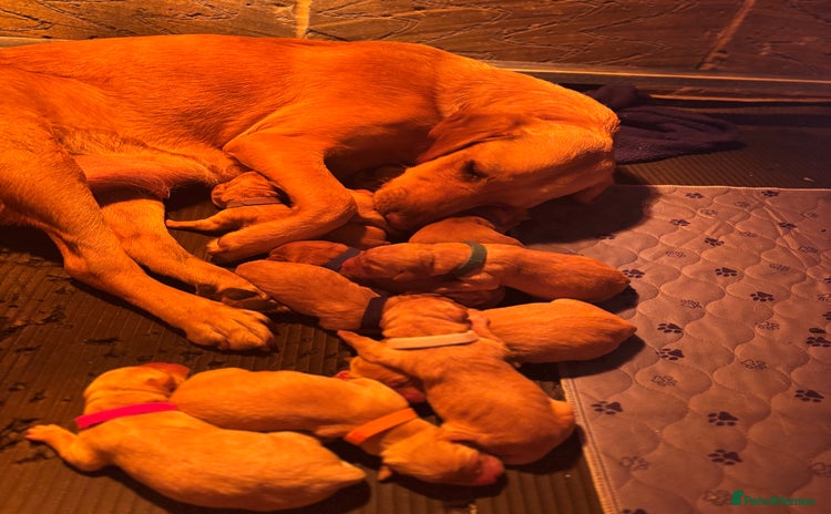 Labrador Retriever dogs - Advert 5