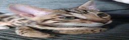 Bengal cats for sale: ✨Bengal Kittens Ready for Their Forever Homes✨ - Advert 3