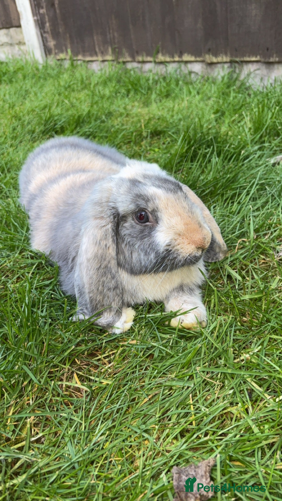 English Lop rabbits Merl English lop - Advert 2