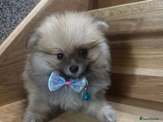 Pomeranian dogs Last KC girl and boy left,ready to leave Monday! - Advert 12