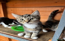 Mixed Breed cats for sale: 3 cute kittens ready for new home - Image 2