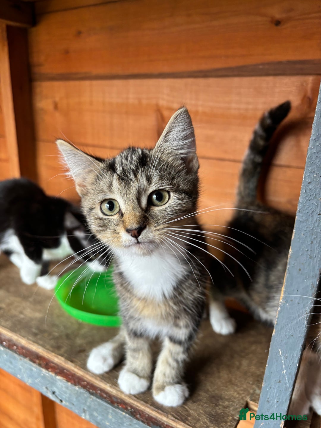 Mixed Breed cats for sale: 3 cute kittens ready for new home - Image 2