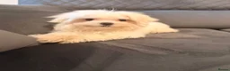 Maltese dogs for sale: Maltese puppy for sale  - Advert 2