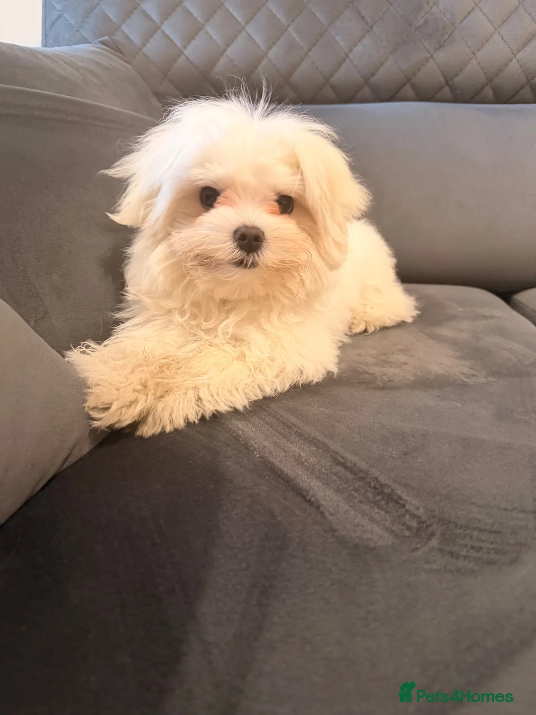Maltese dogs for sale: Maltese puppy for sale  - Advert 2