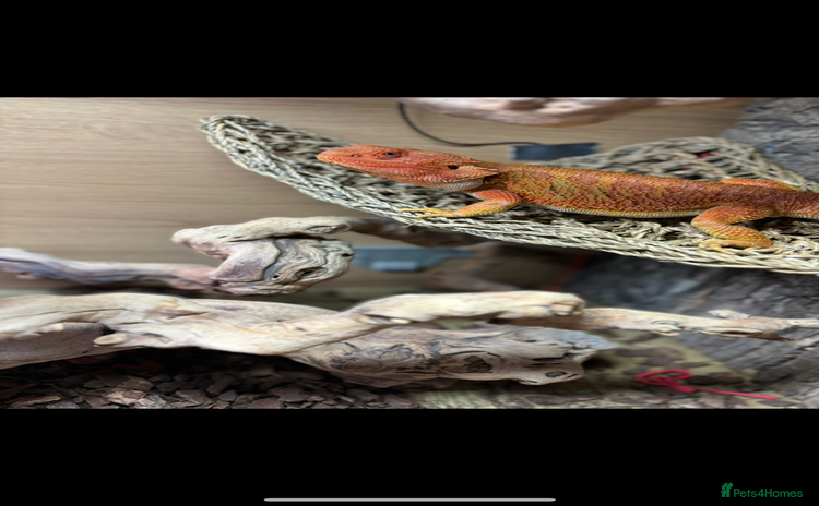 Bearded Dragon reptiles - Advert 1