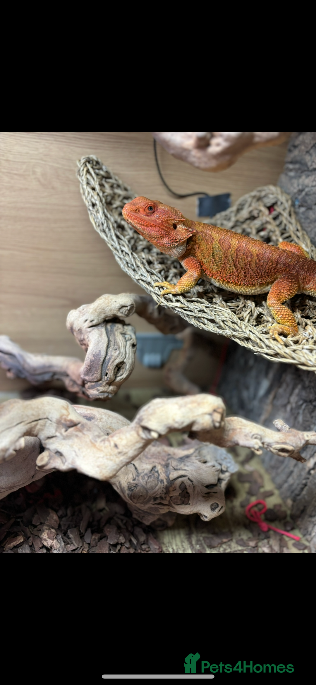 Bearded Dragon reptiles for sale: Super friendly bearded dragon - Image 1