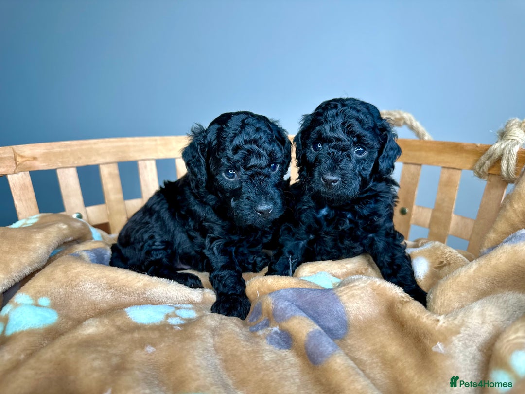 Toy Poodle dogs for sale: 🐾 Toy Poodle Puppies for Sale–Champion Bloodline - Image 3