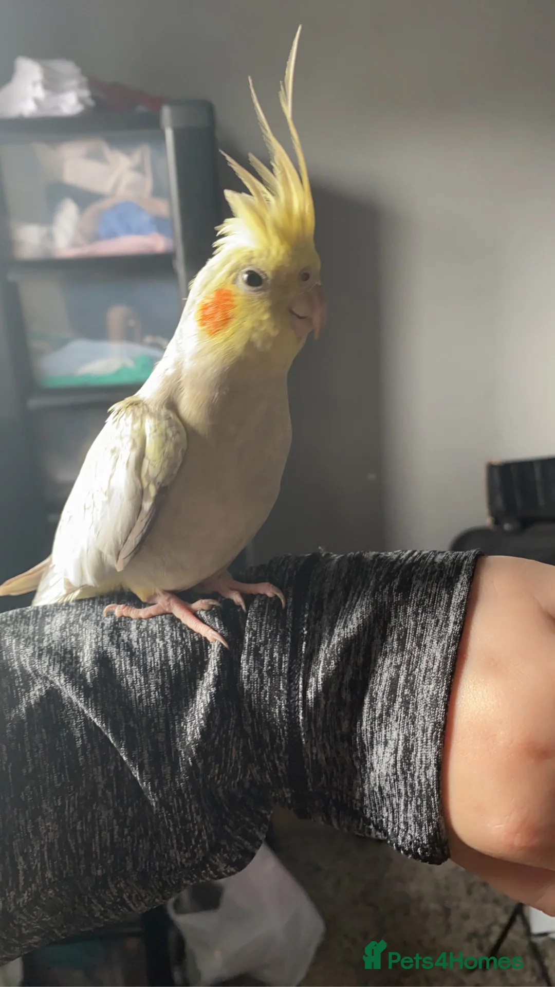 Cockatiels birds for sale: Handtame cockatiel comes with cage perch’s bowls  in Sittingbourne - Advert 1