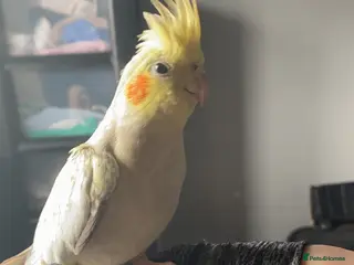 Cockatiels birds Handtame cockatiel comes with cage perch’s bowls - Advert 3