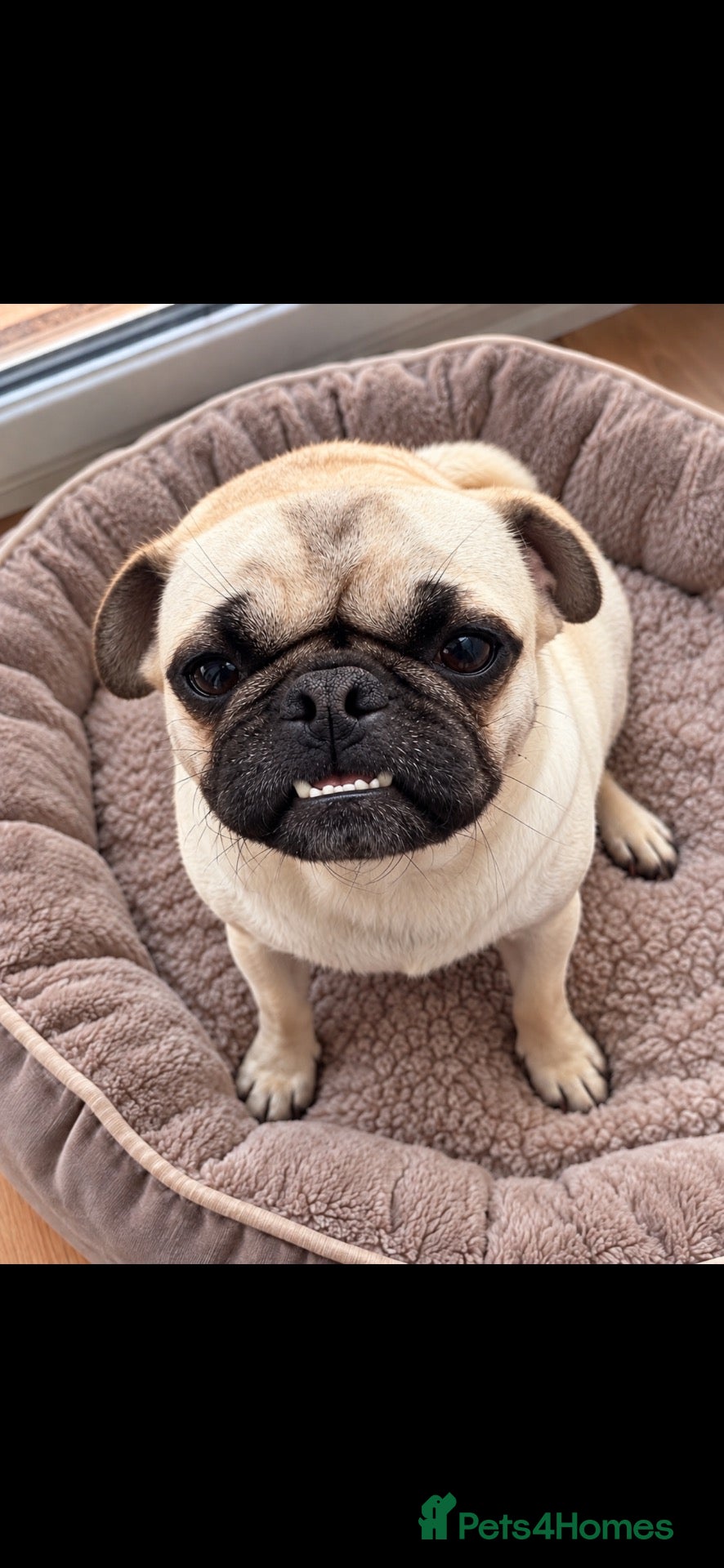 Pug dogs Pug Girl Aged 1yrs - Advert 1