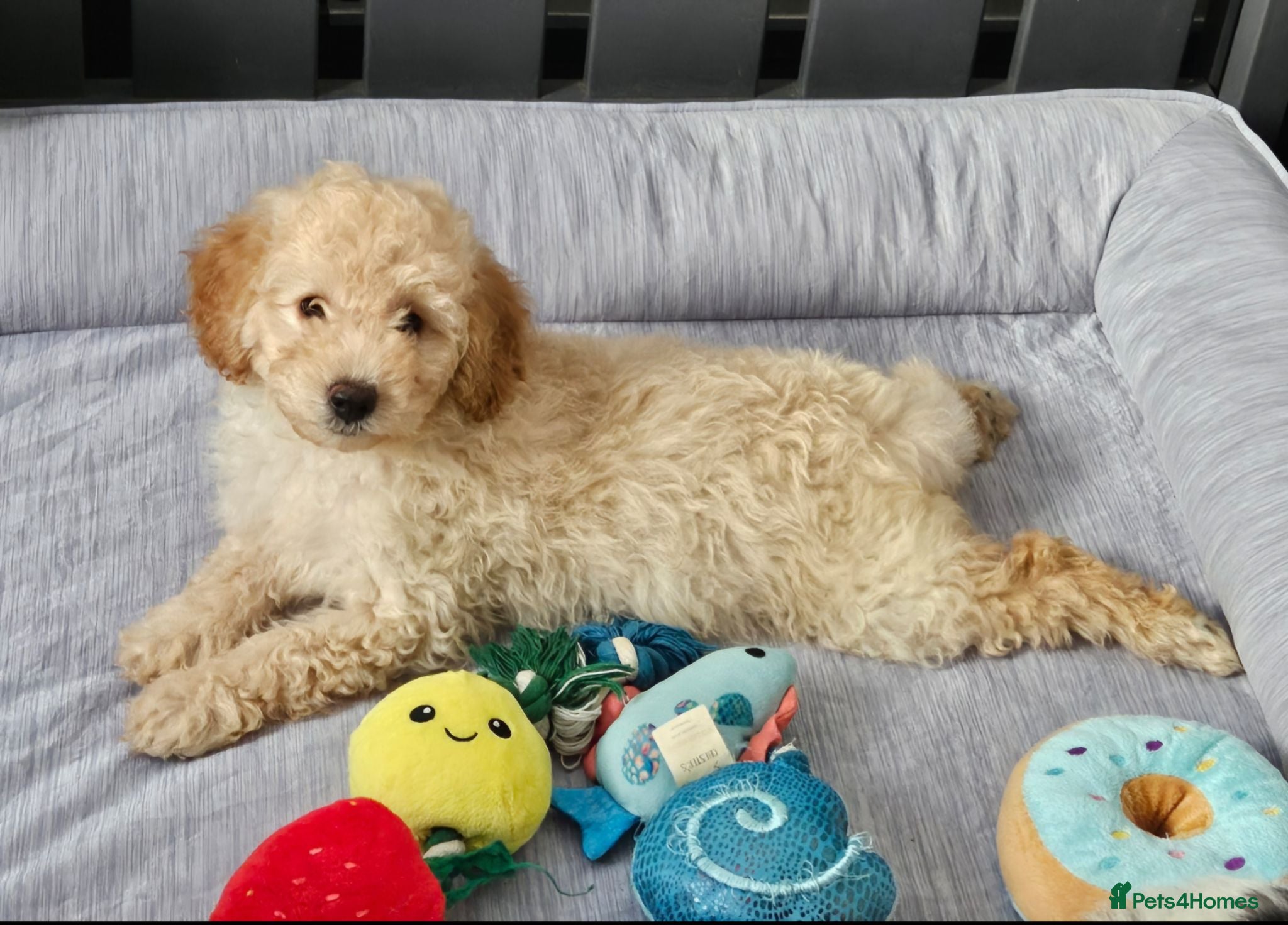 Mini Goldendoodle dogs for sale: The Mini Moo Crew F2B Miniature Goldendoodle Pups - Advert 1