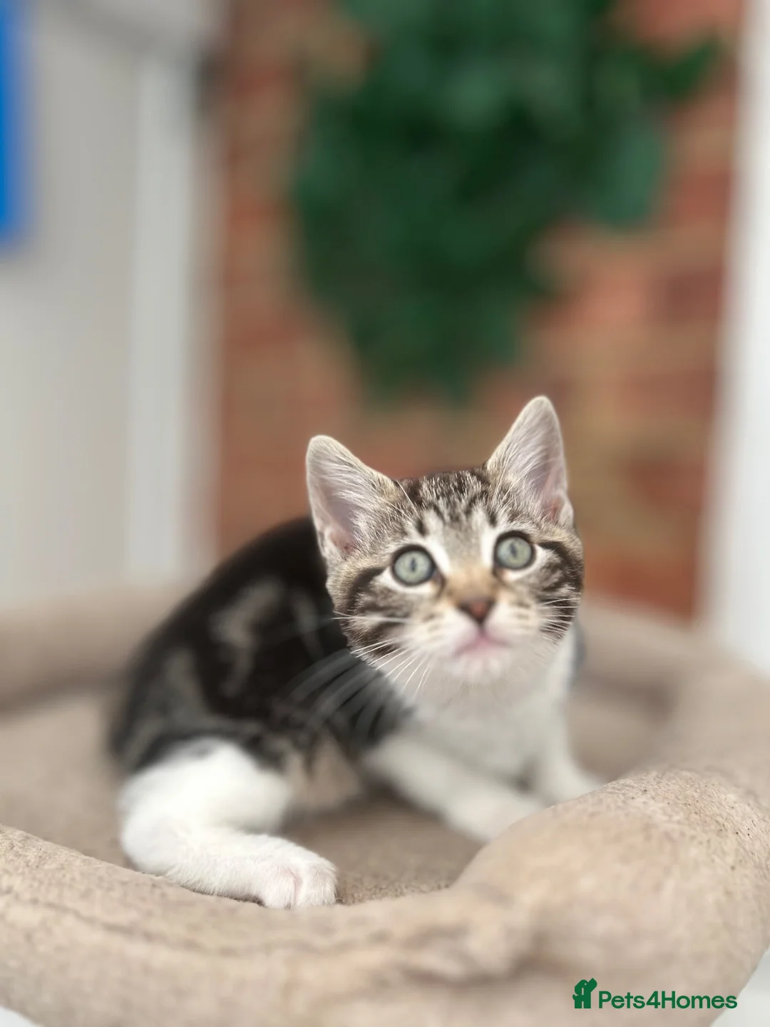 Mixed Breed cats for sale: 🐱 Adorable Kittens Looking for Loving Homes! 🏡❤️ - Advert 26
