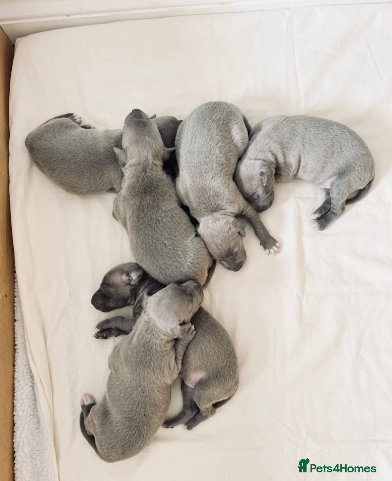 Italian Greyhound dogs 5  Stunning KC Italian Greyhound Puppies  - Advert 11