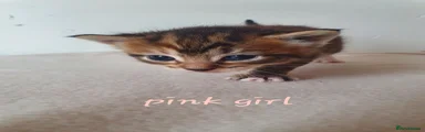 Pink girl