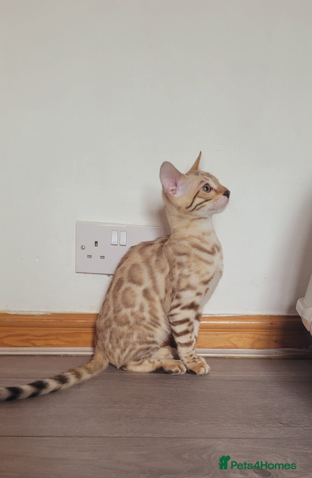 Bengal cats for sale: Bengal kittens (Tica registered) 2 boys left - Image 29