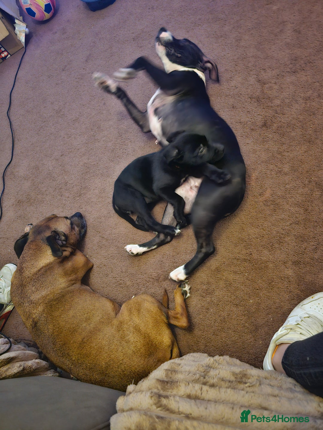 Mixed Breed dogs for sale: 3 female puppies - Advert 5