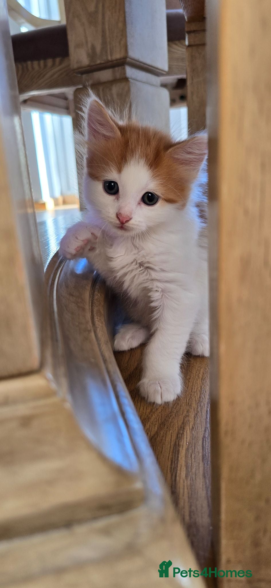 Mixed Breed cats Beautiful Kittens Looking for Their Forever Homes - Advert 1