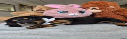 Miniature Dachshund dogs for sale: Beautiful Miniature Dachshund Ready to leave!♥️💙 - Advert 36