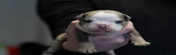 English Bulldog dogs for sale: English bulldogs PUPPIES NEBBR REGISTERED - Advert 26