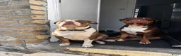 Mixed Breed dogs for sale: Three dogs available for rehoming  - Advert 7