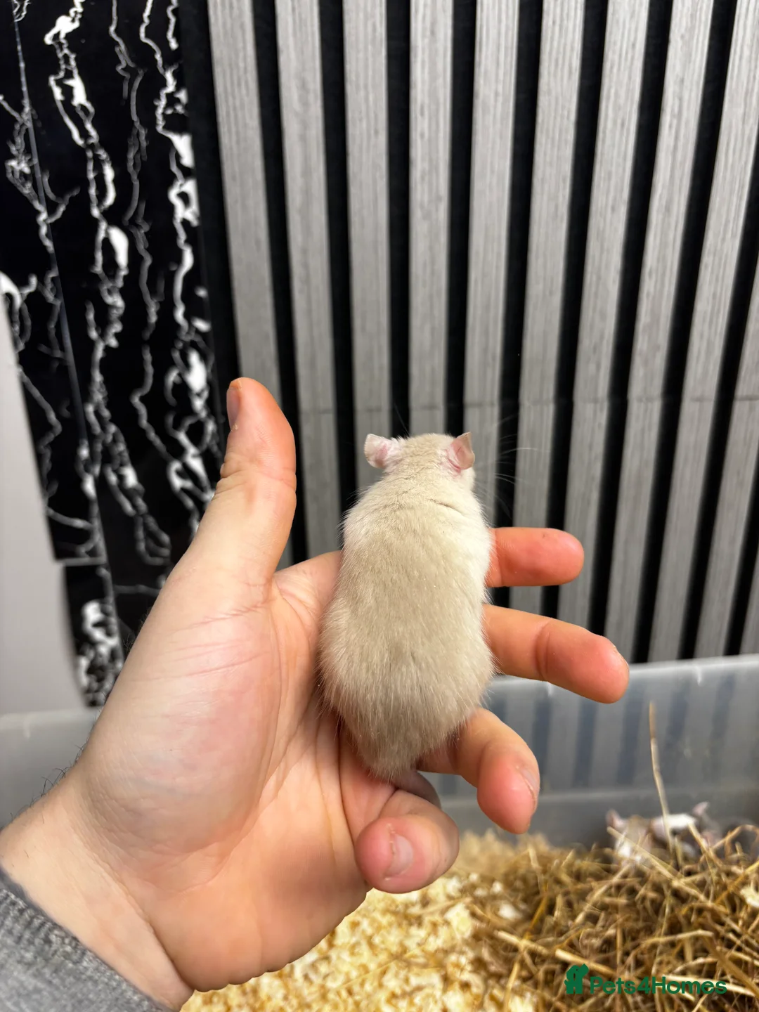 Rat rodents for sale: Rats and mice mixed colours and sexes for sale - Advert 5