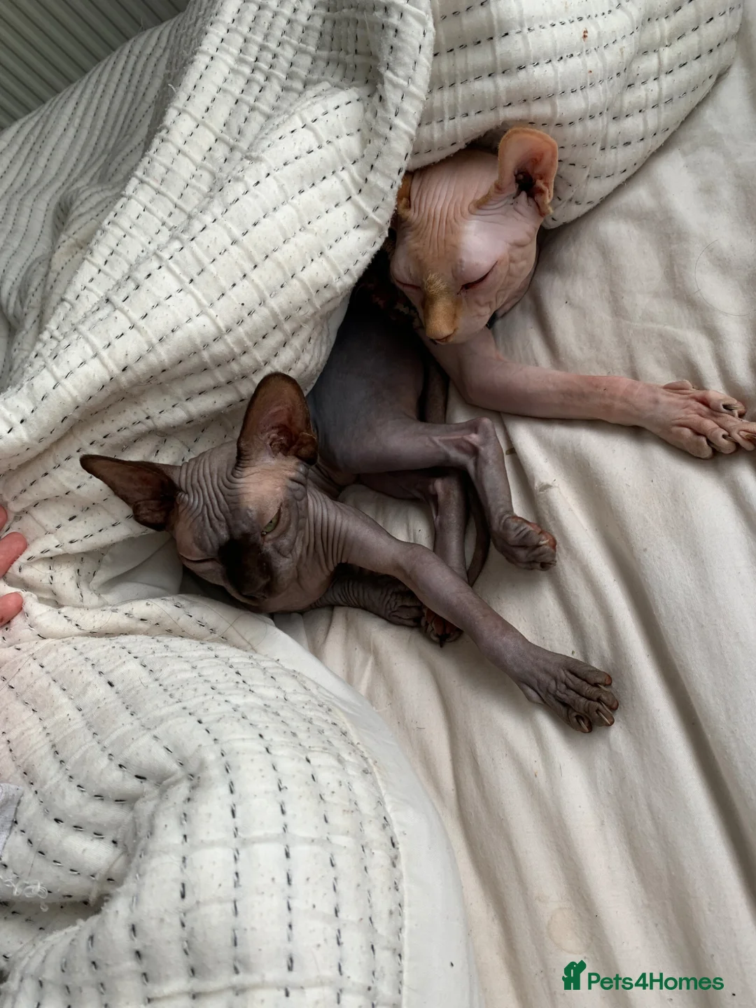 Sphynx cats for sale: 2 sphynx cats for sale/adoption. Male and Female.  - Advert 2