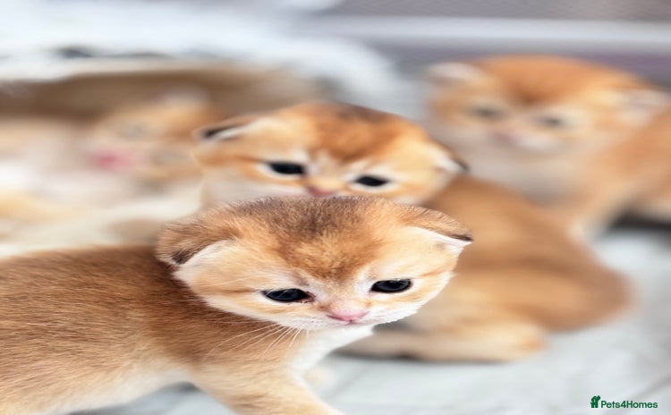 Scottish Fold cats - Advert 1