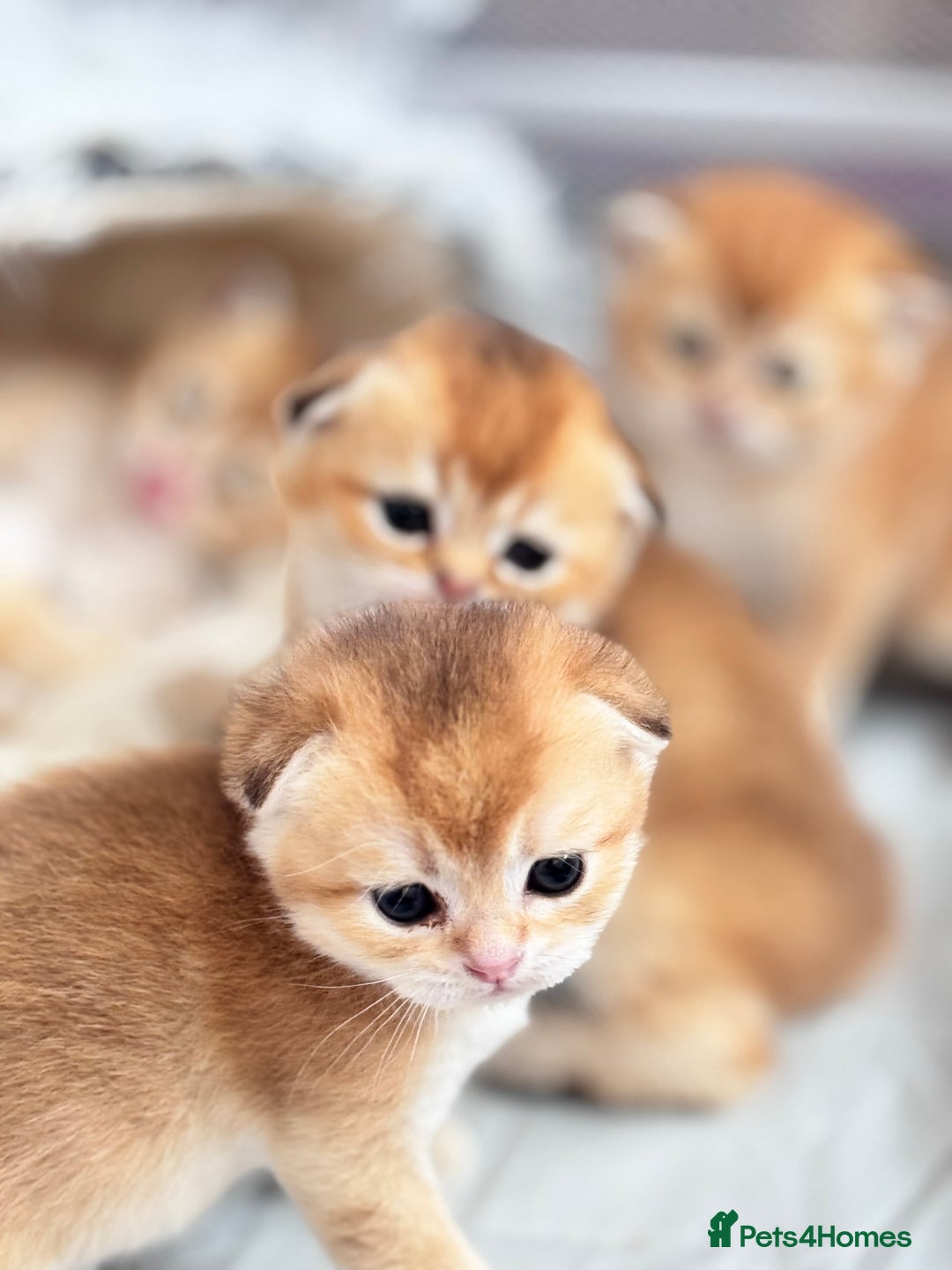 Scottish Fold cats for sale: Cute TICA pedigree kittens  - Image 1