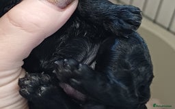 Toy Poodle dogs for sale: Female toy poodle silver  - Image 13