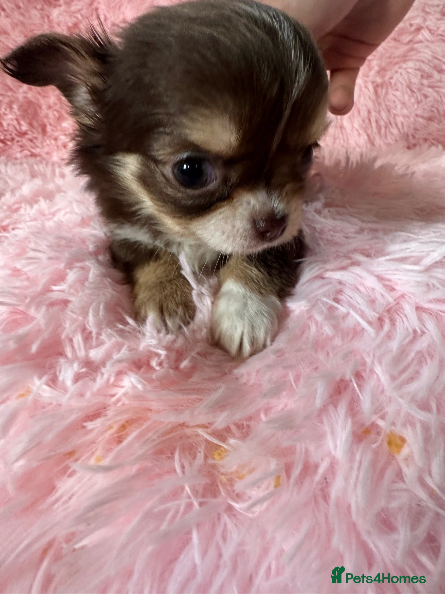 Chihuahua dogs Long coat Chihuahua puppies for sale  - Advert 2
