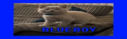British Shorthair cats for sale: Stunning Lilac British Shorthair Kittens For Sale - Advert 35
