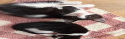 Mixed Breed cats for sale: Our chocolate kitties!!! in Cardiff - Advert 3