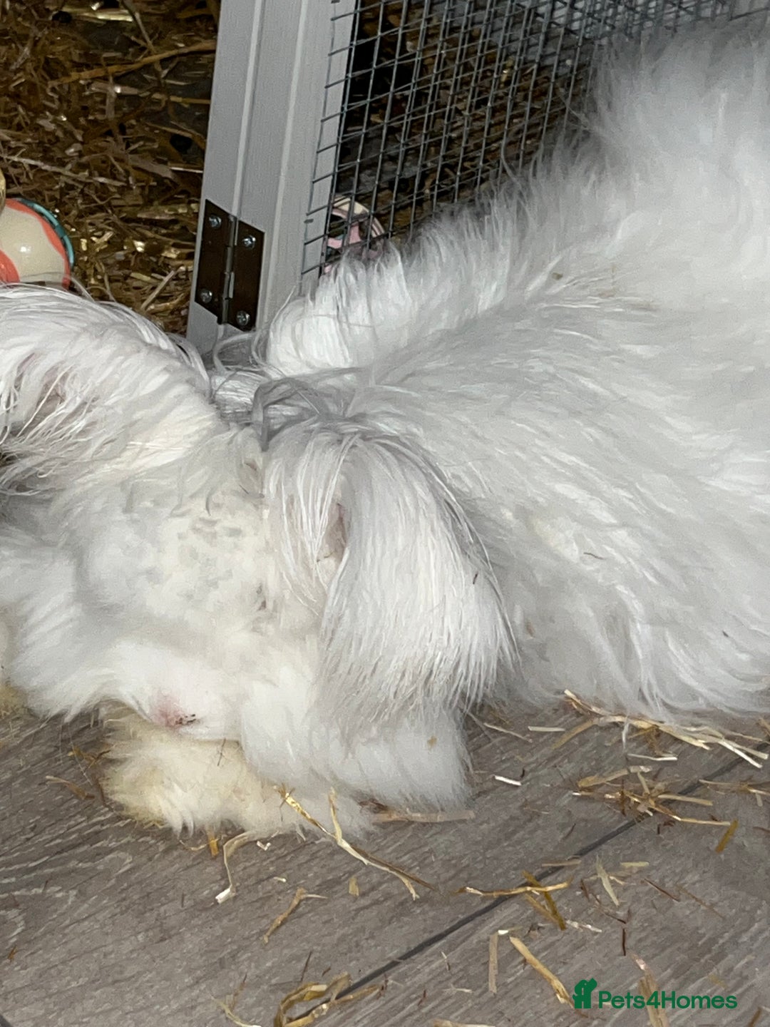 Angora rabbits for sale: Angora bunny - Advert 1