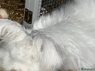 Angora rabbits Angora bunny - Advert 1