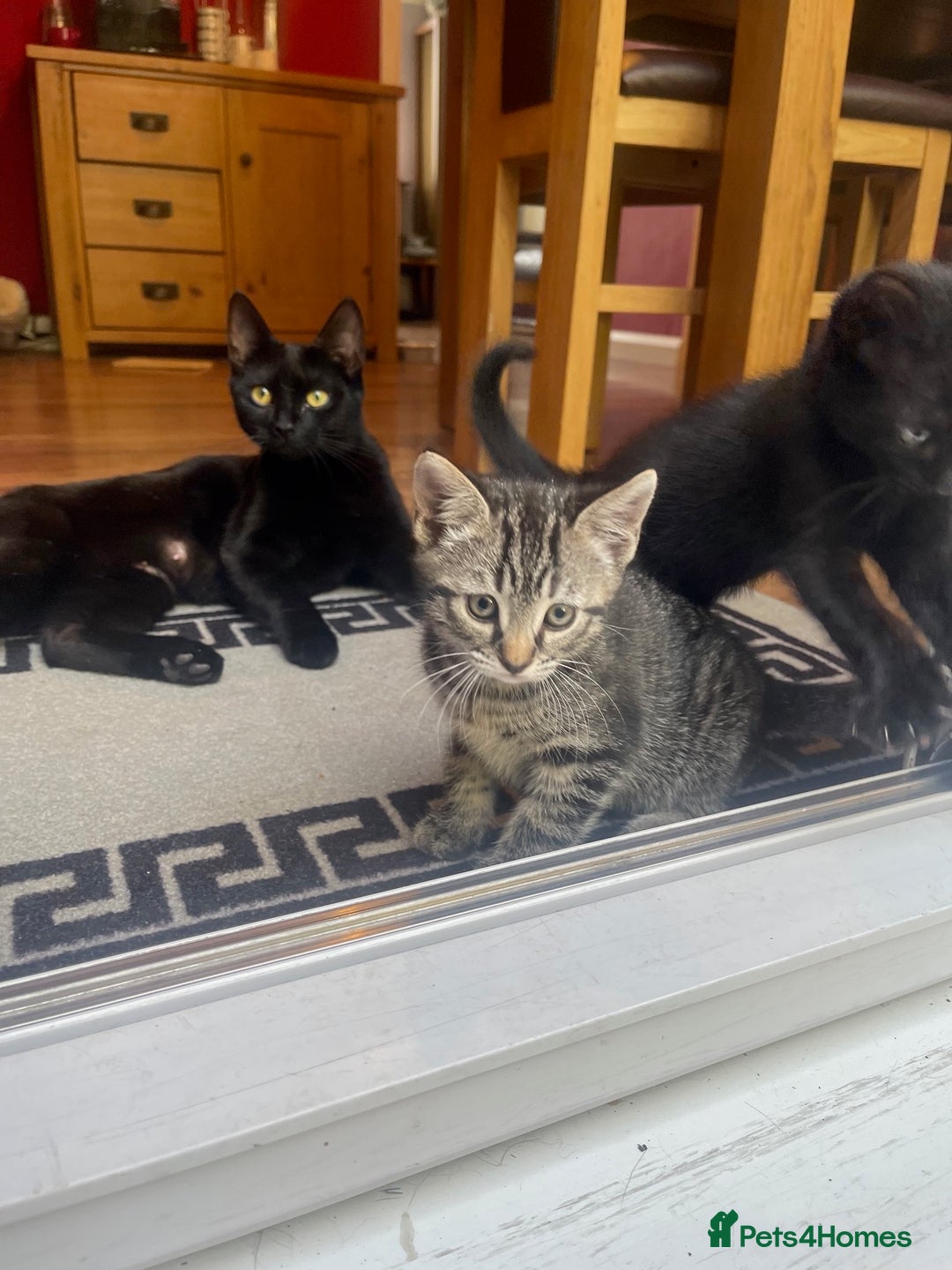 Domestic Shorthair cats for sale: Female kitten - Image 3