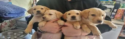 Labrador Retriever dogs for sale: READY TO LEAVE 3RD JUNE Gorgeous labrador puppies! - Advert 9