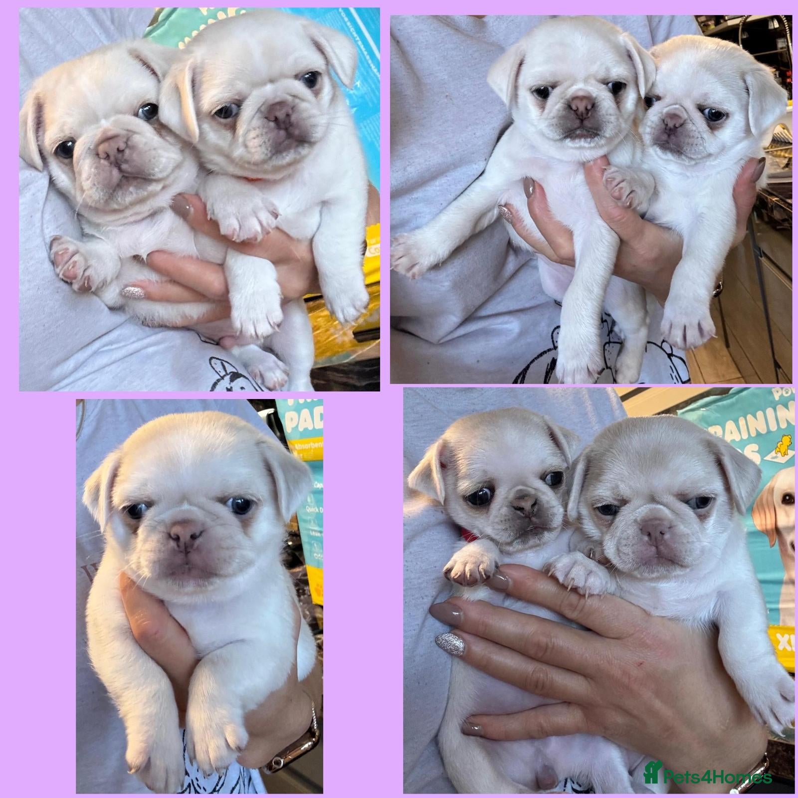 Pug dogs beautiful rare colour KC registered pug puppies - Advert 1
