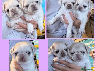 Pug dogs beautiful rare colour KC registered pug puppies - Advert 11