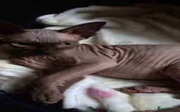 Sphynx cats for sale: 5 Adorable Sphynx Kittens for sale! - Image 18