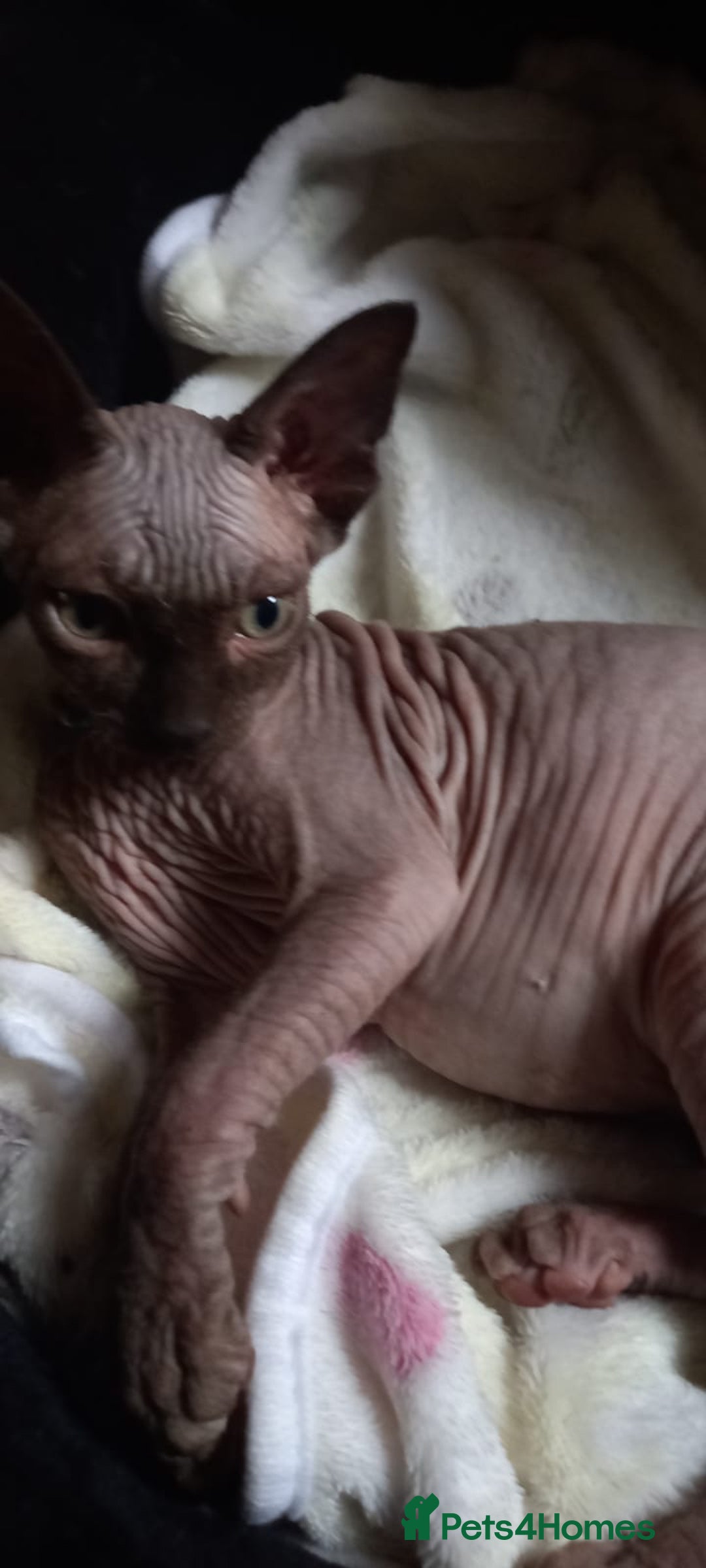 Sphynx cats for sale: 5 Adorable Sphynx Kittens for sale! - Image 18