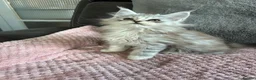 Maine Coon cats for sale: Stunning Maine Coon babies - Advert 9