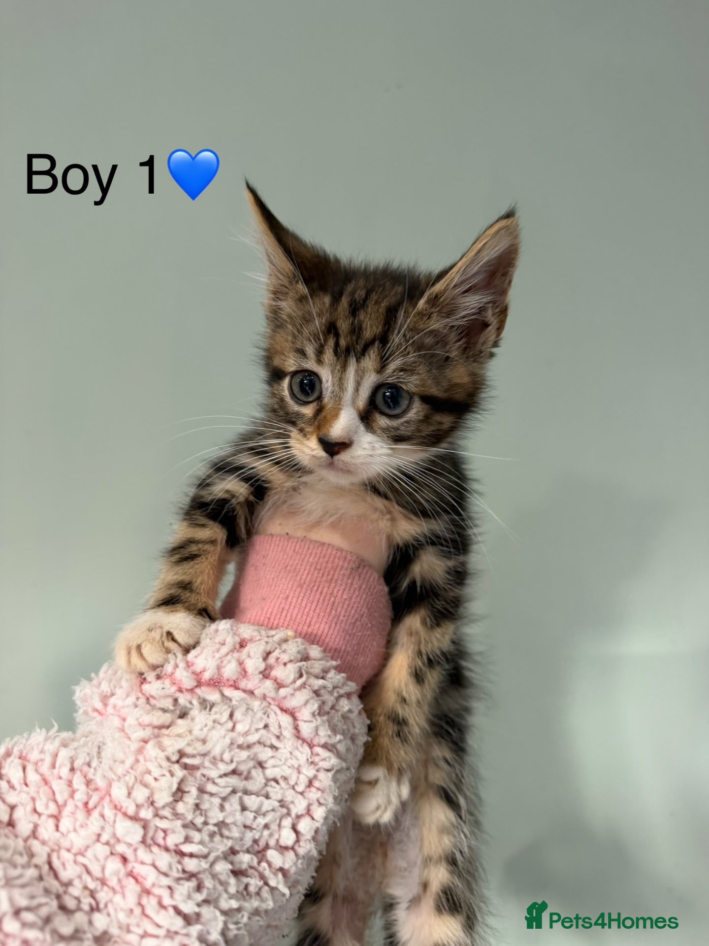 Mixed Breed cats Mainecoon X kittens  - Advert 16