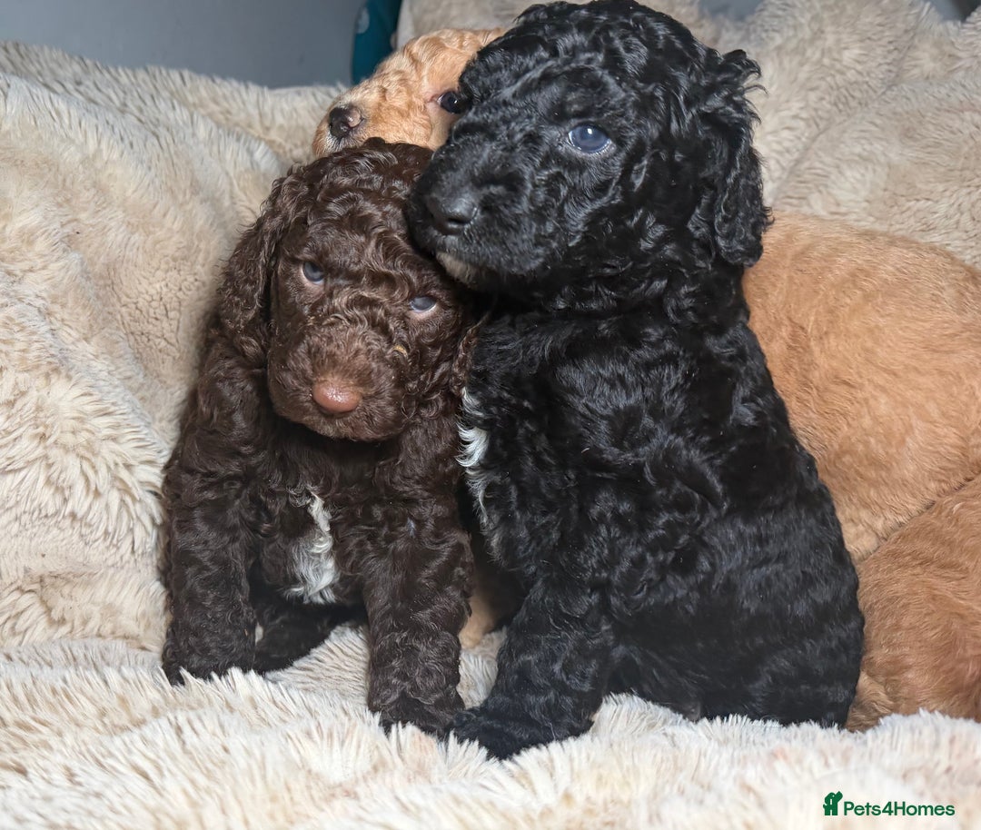 Goldendoodle dogs for sale: Goldendoodles Ready Next Week - Advert 10