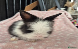 Mini Lion Lop rabbits for sale: 8 Beautiful Lion Lop Bunnies available to reserve. - Image 8