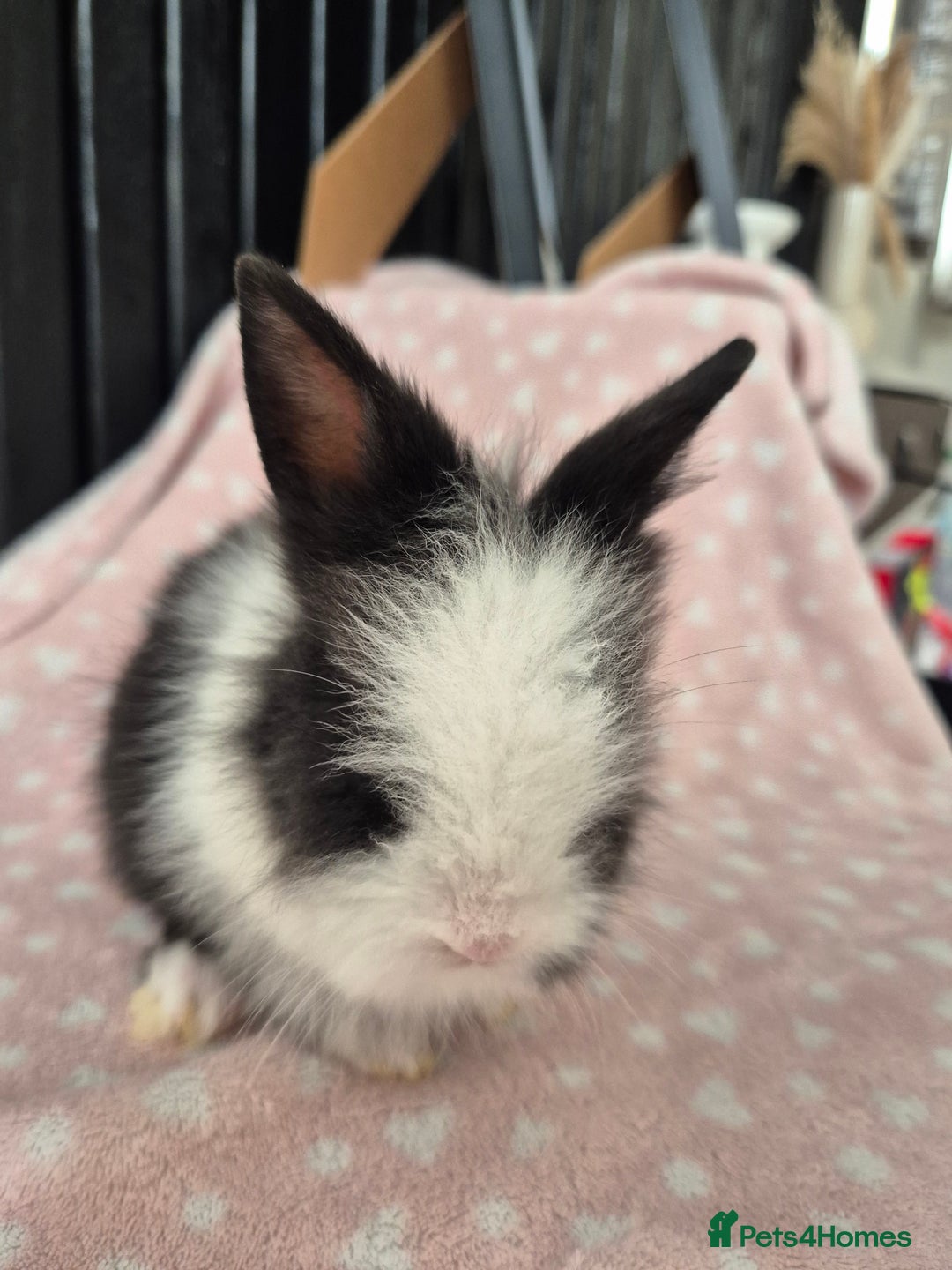 Mini Lion Lop rabbits for sale: 8 Beautiful Lion Lop Bunnies available to reserve. - Image 8