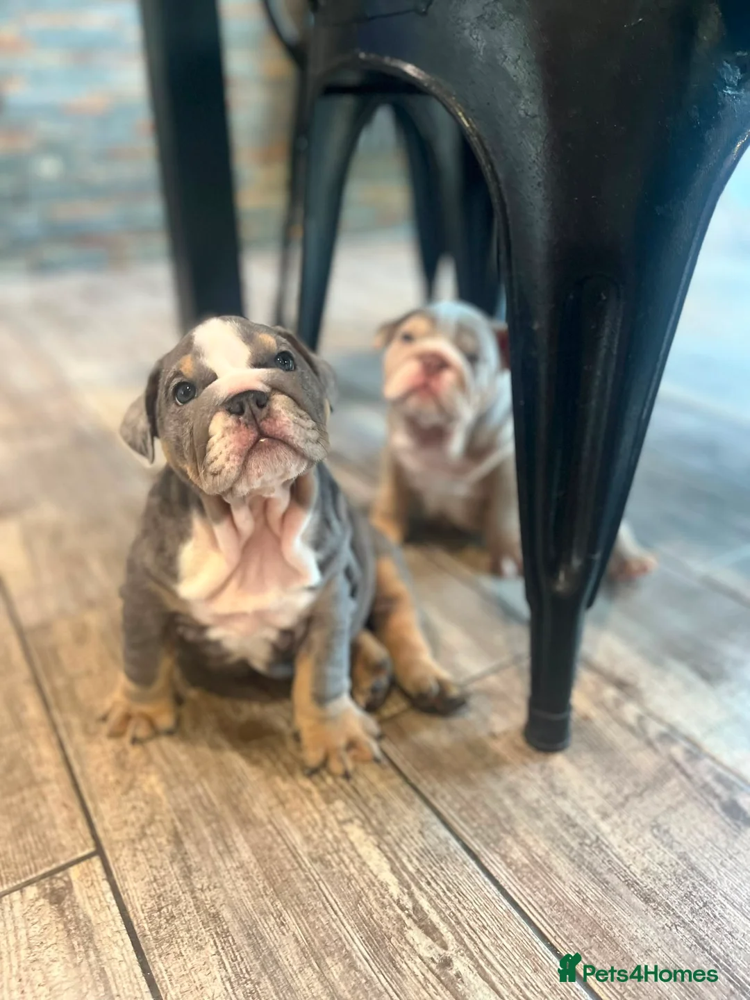 English Bulldog dogs for sale: KC Registered English Bulldogs  in Bristol - Advert 9