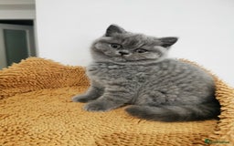 British Shorthair cats for sale: BSH🇬🇧👑🇬🇧💙British Shorthair girl😻💙 Gccf  - Image 14
